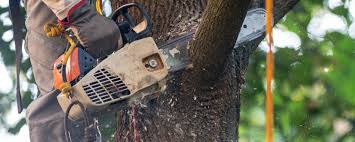 Best Tree Health Inspection  in Chesapeake Ranch Estates, MD