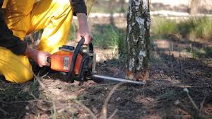 Best Lawn Disease Treatment  in Chesapeake Ranch Estates, MD